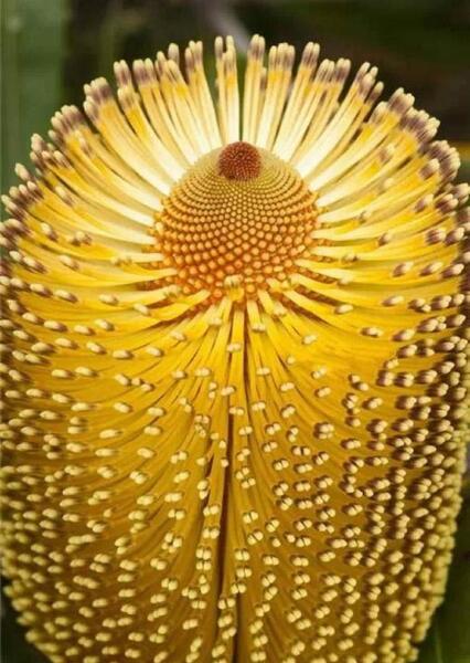 عکس ترسناک ترین گل دنیا