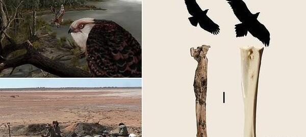عکس های عقاب ترسناک