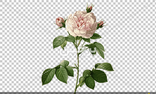 عکس طرح نقاشی آبرنگ گل