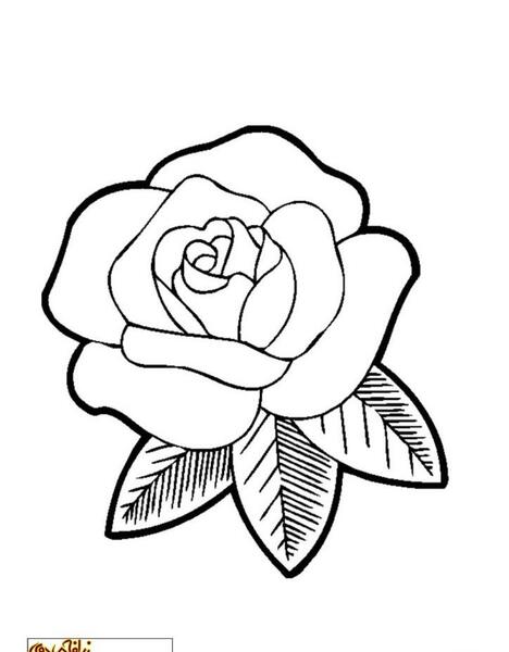 عکس طرح نقاشی خام گل