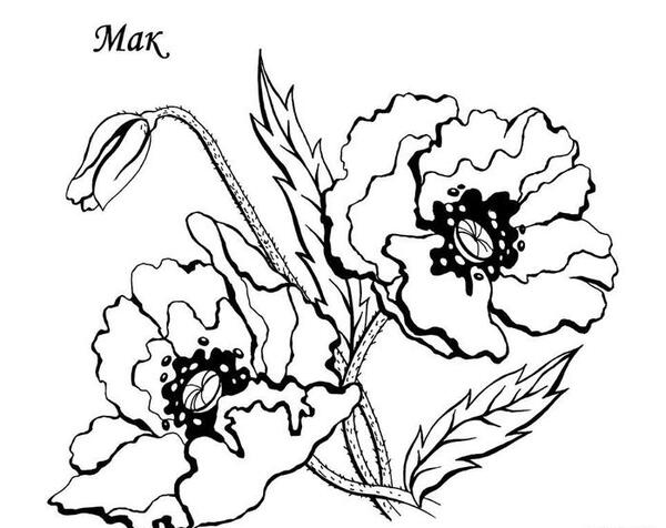 عکس طرح خام نقاشی روی پارچه ساده