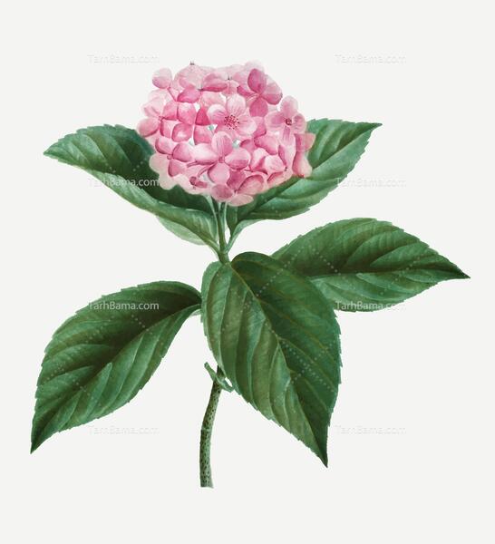 عکس طرح نقاشی گل ساده با ابرنگ