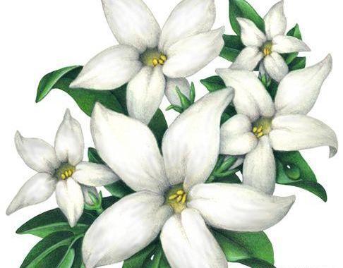 عکس آموزش نقاشی گل یاس برای کودکان