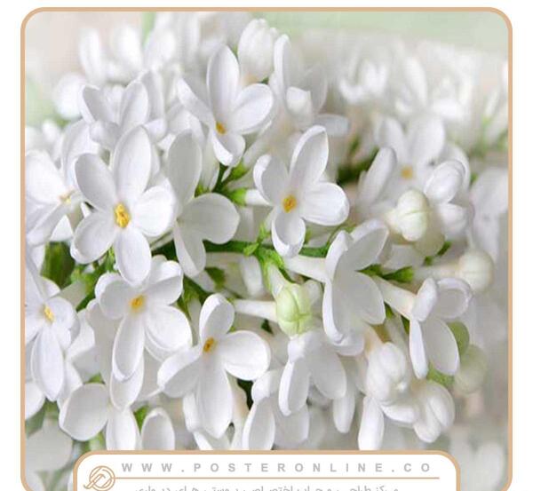 عکس آموزش نقاشی گل یاس برای کودکان