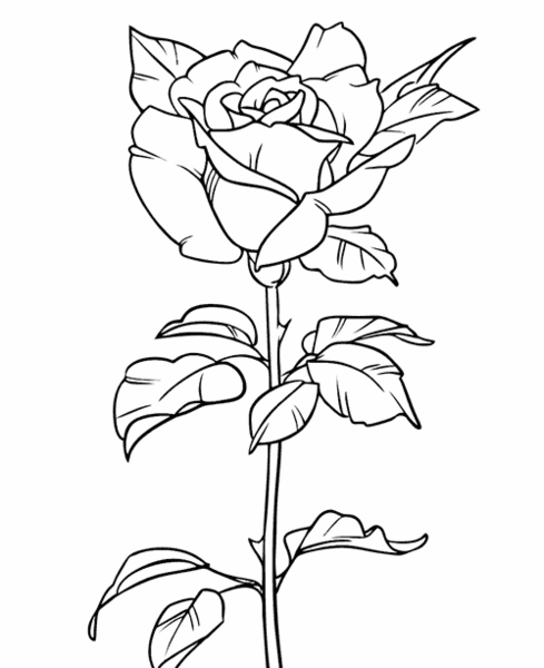 عکس آموزش نقاشی گل یاس برای کودکان