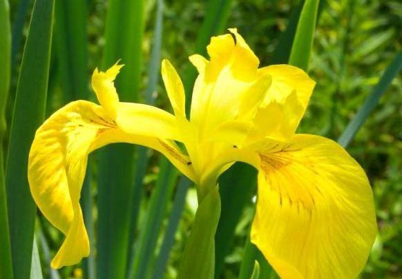 عکس نقاشی گلهای زنبق برای کدام هنرمند است