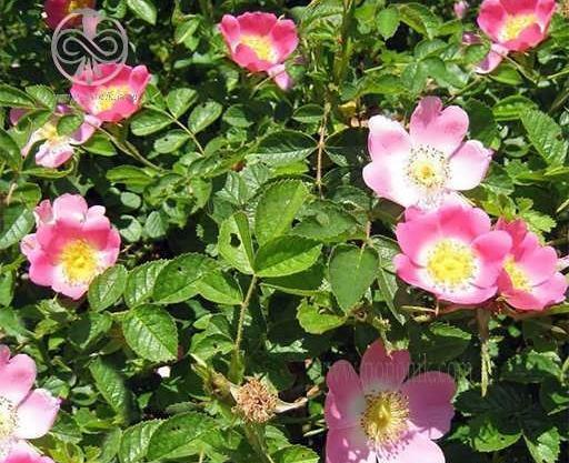 عکس نقاشی گل نسترن کودکانه