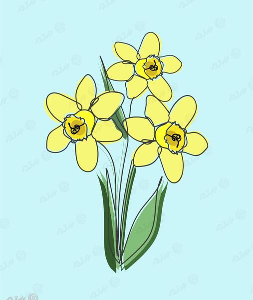 عکس نقاشی گل نرگس نقاشی گل نرگس