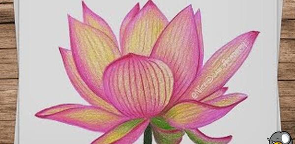 عکس نقاشی گل نیلوفر از بالا