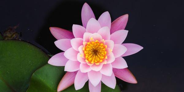 عکس نقاشی گل نیلوفر از بالا