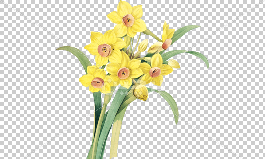 عکس نقاشی گل نرگس بدون رنگ