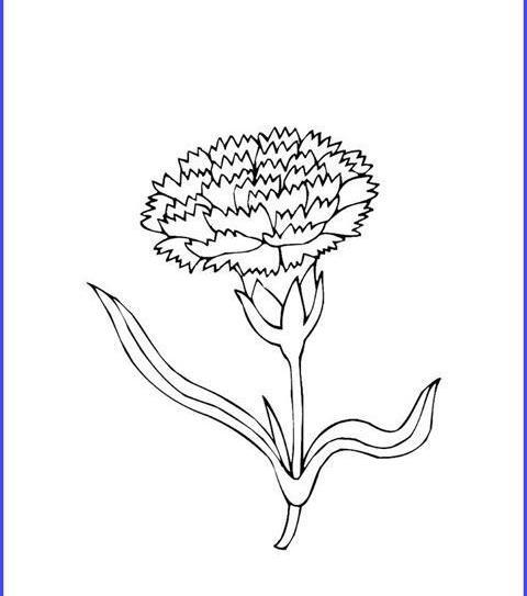 عکس نقاشی گل میخک