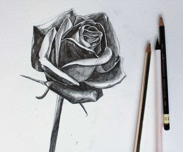 عکس نقاشی گل سرخ مرحله به مرحله
