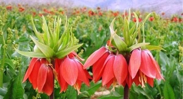 عکس نقاشی گل لاله ی واژگون