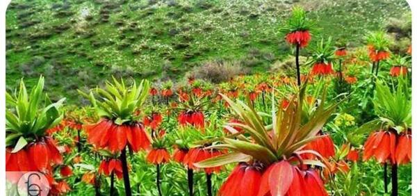 عکس نقاشی گل لاله ی واژگون