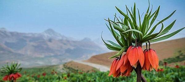 عکس نقاشی گل لاله ی واژگون