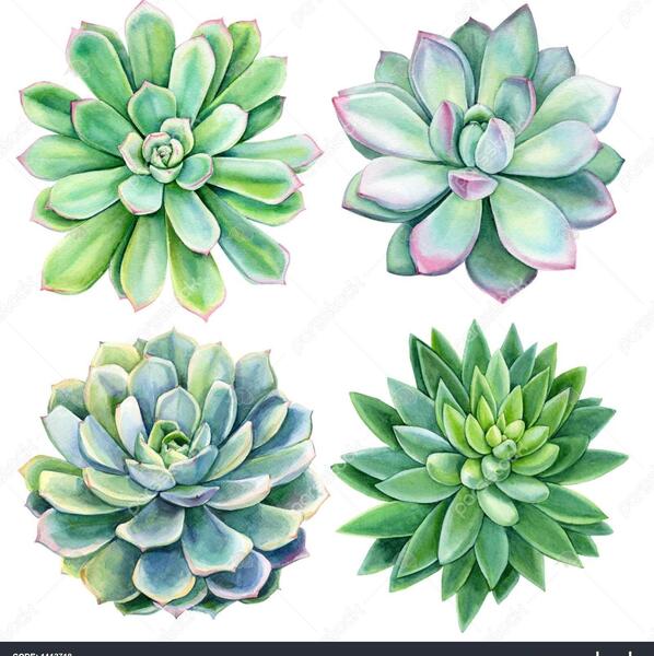 عکس نقاشی گیاه و گل