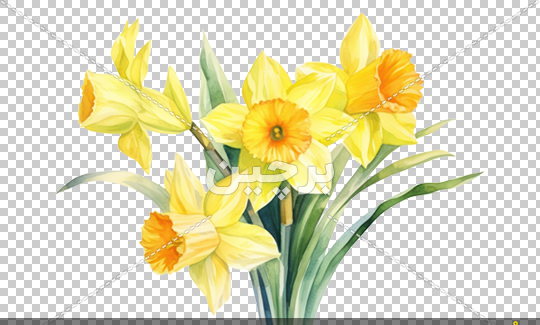 نقاشی عکس گل نرگس