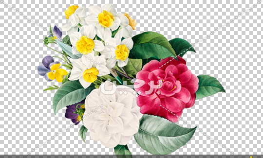 نقاشی عکس گل نرگس