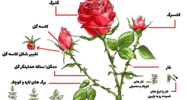 عکس نقاشی گل رز طبیعی