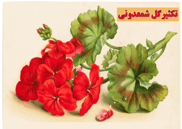 عکس نقاشی گلدان گل شمعدانی