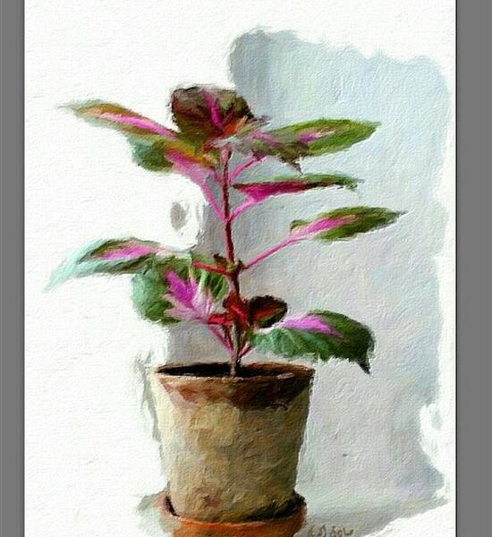 عکس نقاشی گلدان گل شمعدانی