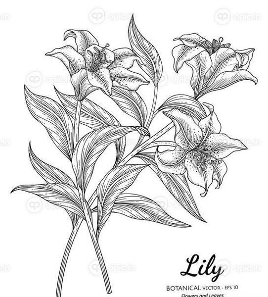عکس نقاشی گل سوسن ساده