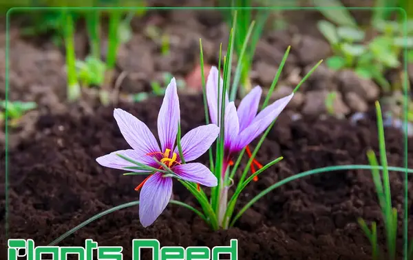 عکس نقاشی در مورد گل زعفران