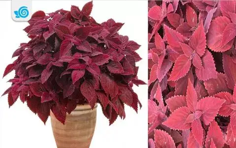 عکس نقاشی کودکانه گل حسن یوسف
