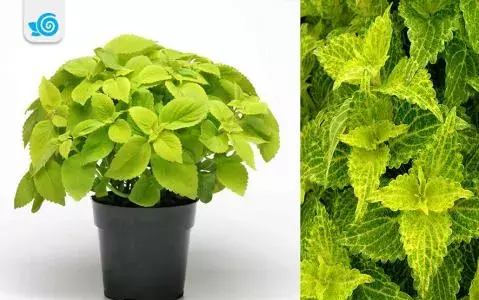 عکس نقاشی کودکانه گل حسن یوسف