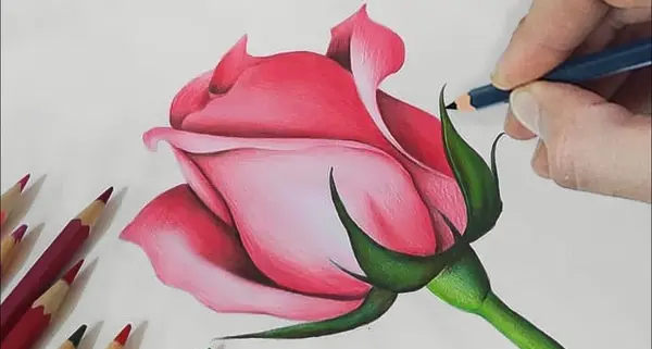 عکس نقاشی گل رز حرفه ای