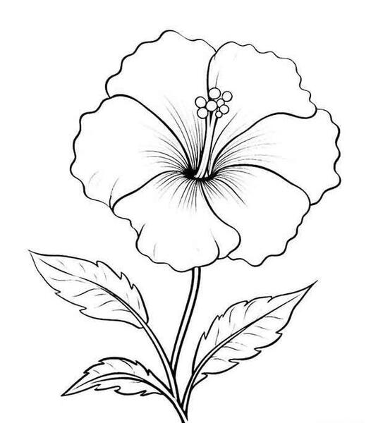 عکس نقاشی گل جدید