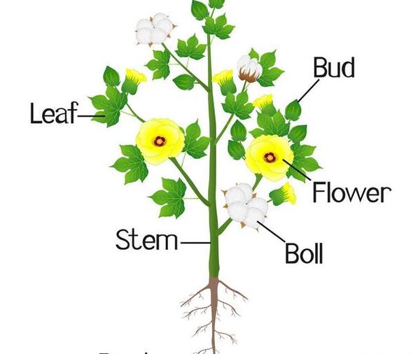 عکس نقاشی گل پنبه ای