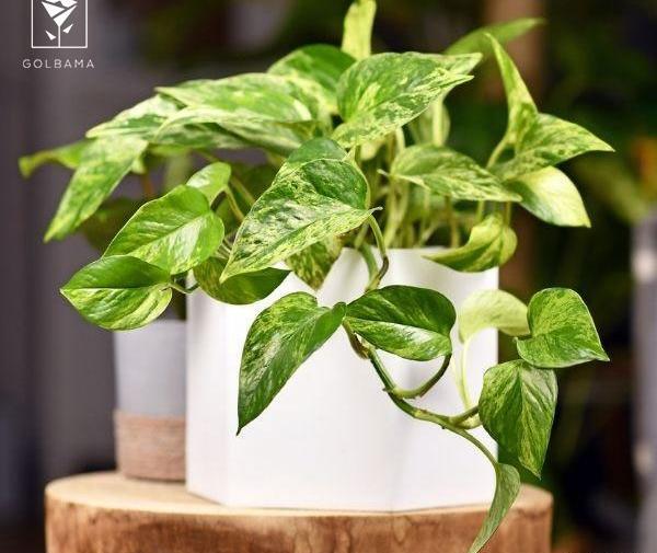 عکس نقاشی گل پتوس ساده