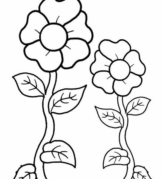 عکس نقاشی یک گل پنج برگ