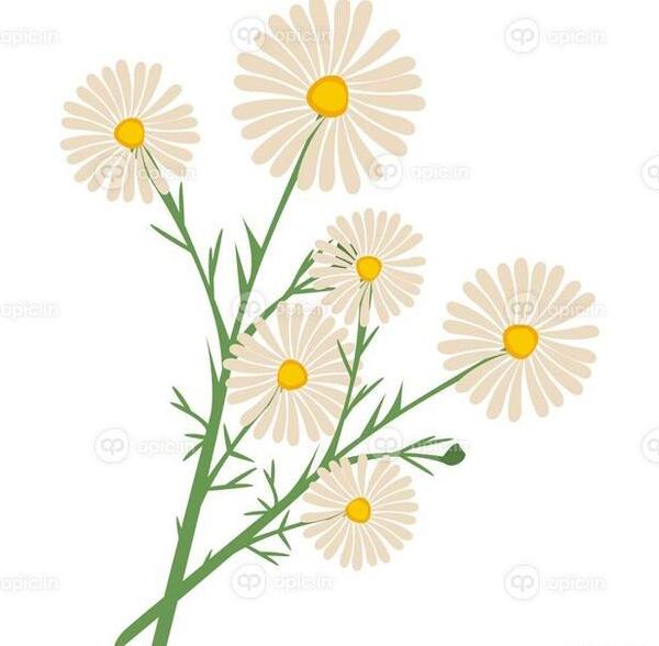 عکس نقاشی گل بابونه با آبرنگ