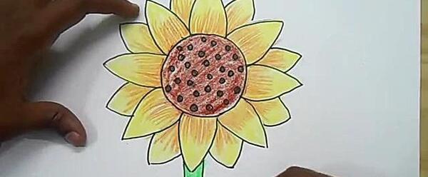 عکس نقاشی گل آفتابگردان با مداد رنگی ساده
