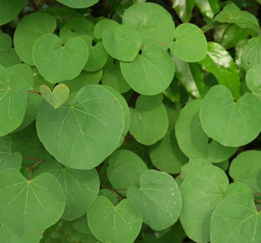 عکس نقاشی گل ارغوان ساده