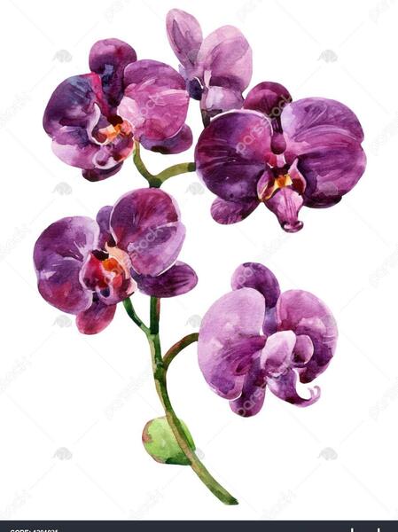 عکس نقاشي گل اركيده