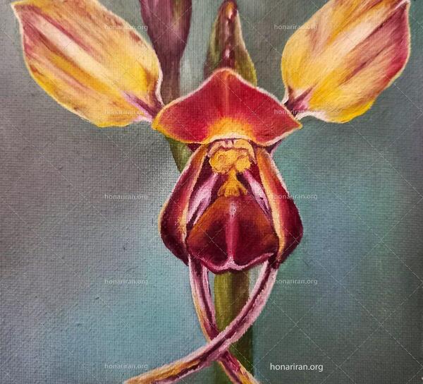 عکس نقاشی گل ارکیده