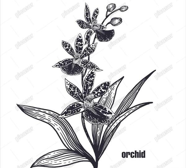 عکس نقاشی گل ارکیده