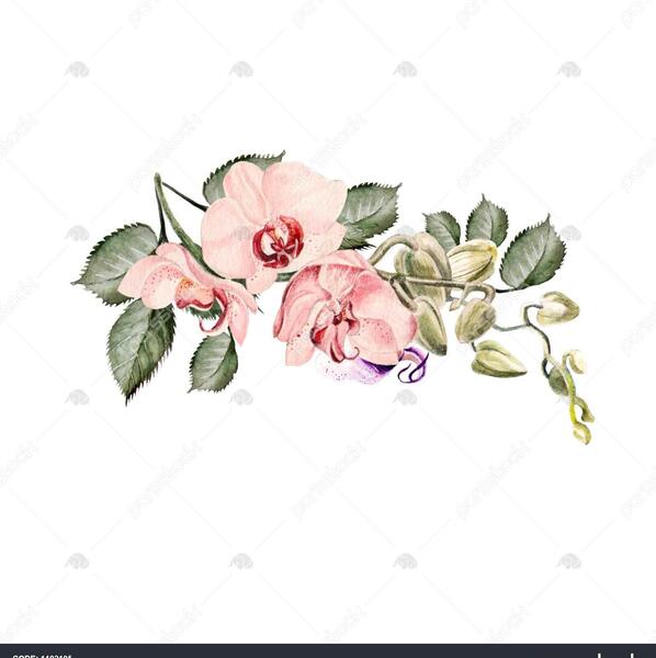 عکس نقاشی گل ارکیده