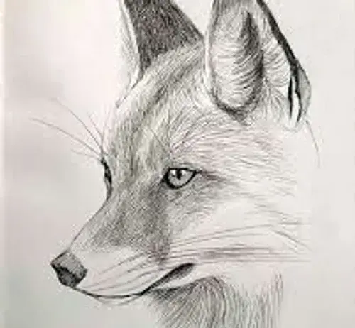 عکس نقاشی روباه با سیاه قلم