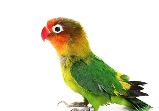 عکس نقاشی کودکانه طوطی برزیلی