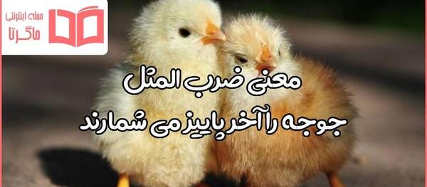 عکس نقاشی کودکانه برای ضرب المثل مرغ همسایه غاز است