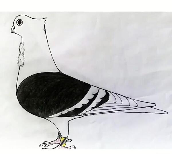 عکس نقاشی کبوتر ساده سیاه