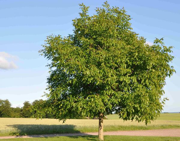 عکس نقاشی ساده درخت گردو