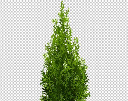 عکس نقاشی ساده درخت سرو
