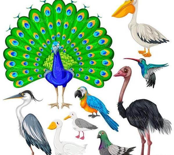 عکس نقاشی پر طاووس کودکانه