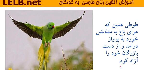 عکس نقاشی کودکانه طوطی و بازرگان